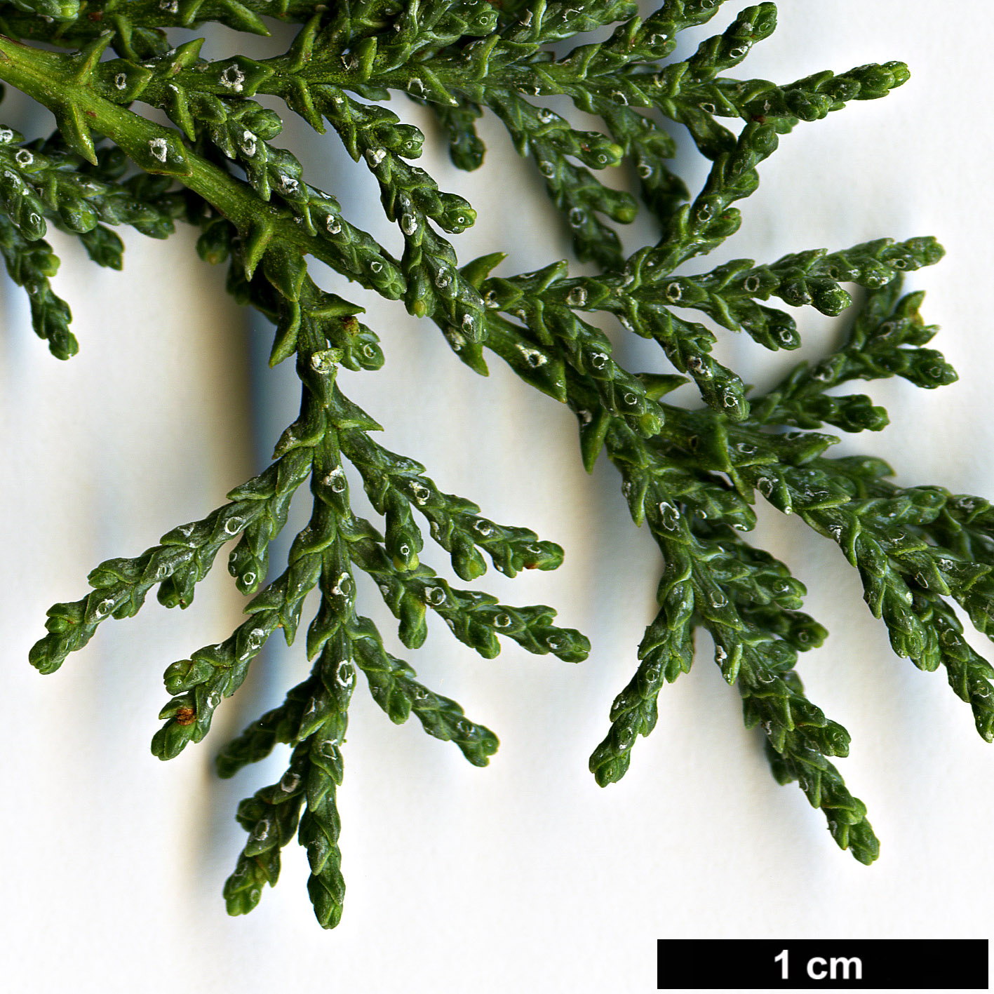 High resolution image: Family: Cupressaceae - Genus: Cupressus - Taxon: macnabiana